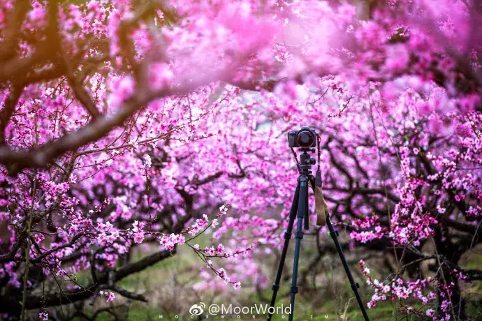 白水洋在哪个镇(白水洋在哪)