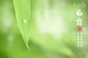 蒹葭苍苍白露为霜的意思蒹葭苍苍白露为霜是什么意思