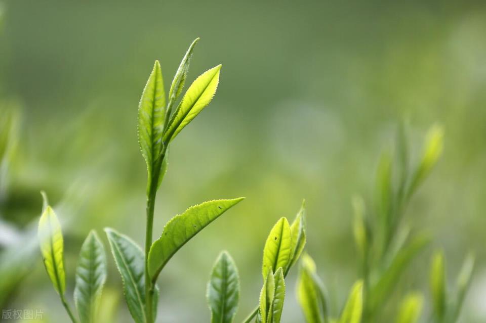 最贵的茶叶排行榜(中国最贵的茶叶前十名)