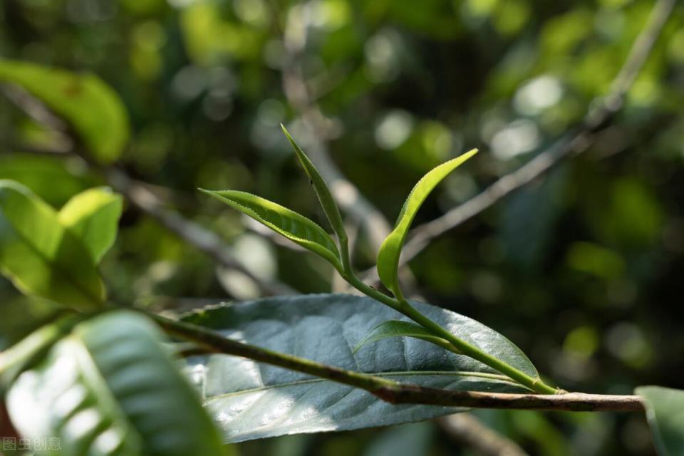 最贵的茶叶排行榜(中国最贵的茶叶前十名)