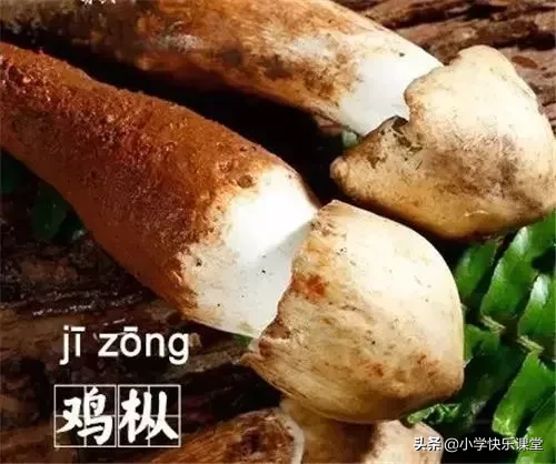 菁的拼音怎么读音(菁的拼音怎么读)