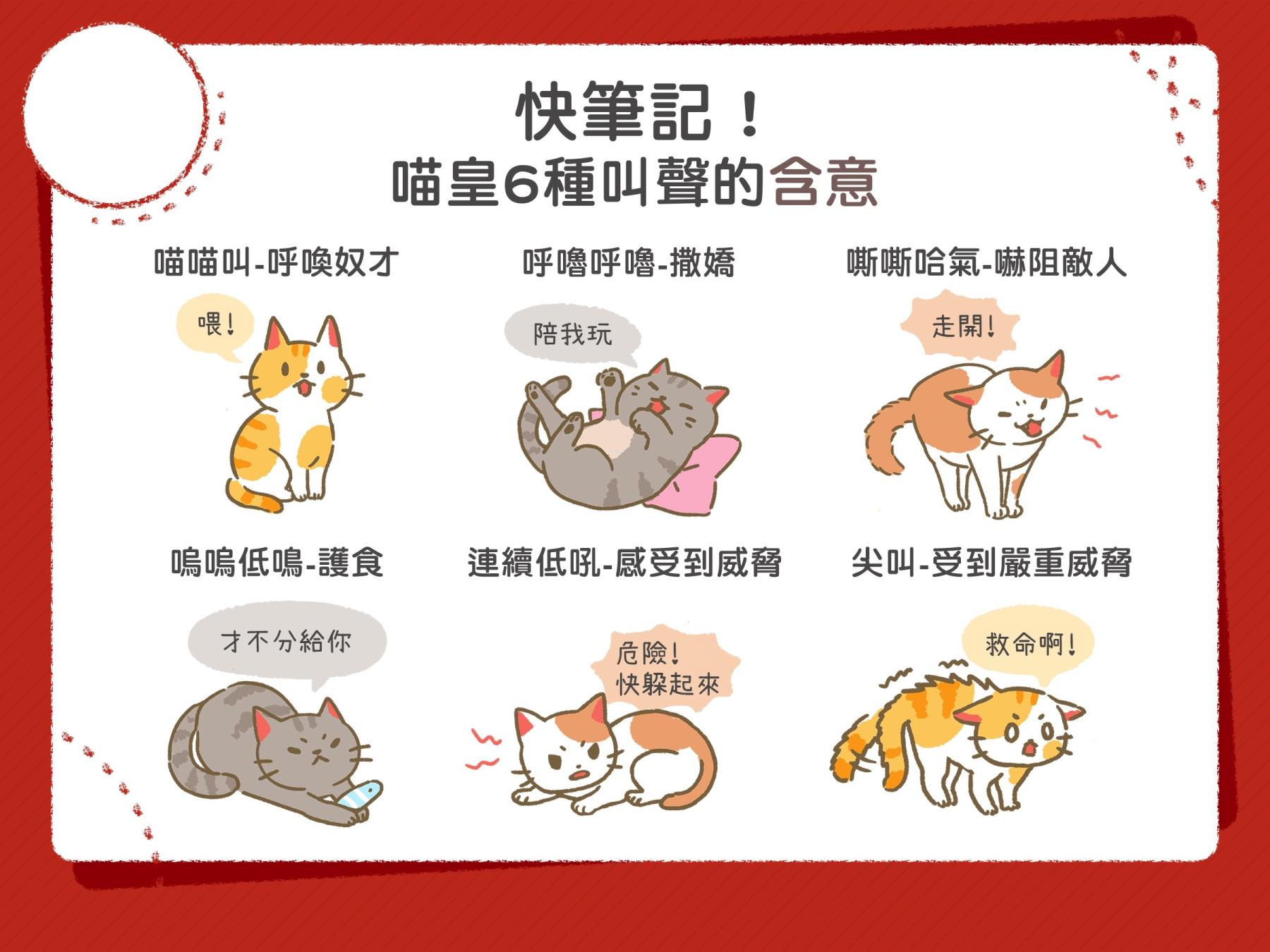 meow是什么意思中文意思(meow是什么意思)