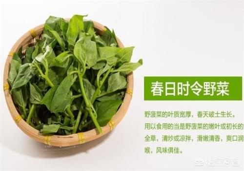 农村常见的野菠菜有什么作用？(菠菜长什么样子图片)