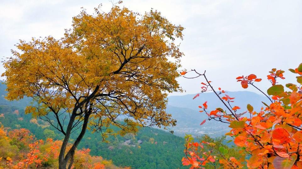 北京香山在哪个区(香山公园一日游最全攻略)