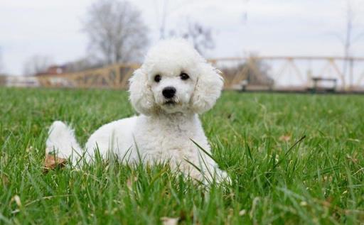 十大聪明名犬第一名(十大聪明名犬智商排名)