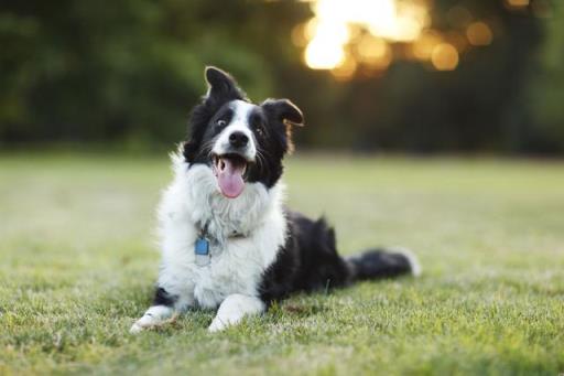 十大聪明名犬第一名(十大聪明名犬智商排名)