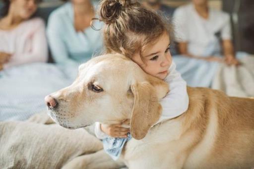 十大聪明名犬第一名(十大聪明名犬智商排名)