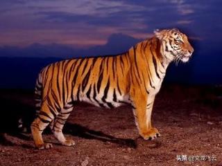 中国濒危动物有哪些(我国排名前十的濒危野生动物)